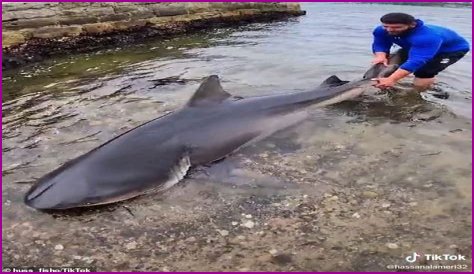 Fishermen catch – and release – enormous bull shark in Sydney Harbour, as wet summer swells numbers